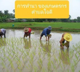 การเกษตร ทำนาปลูกข้าว ของประชาชนใน ตำบลใจดี
